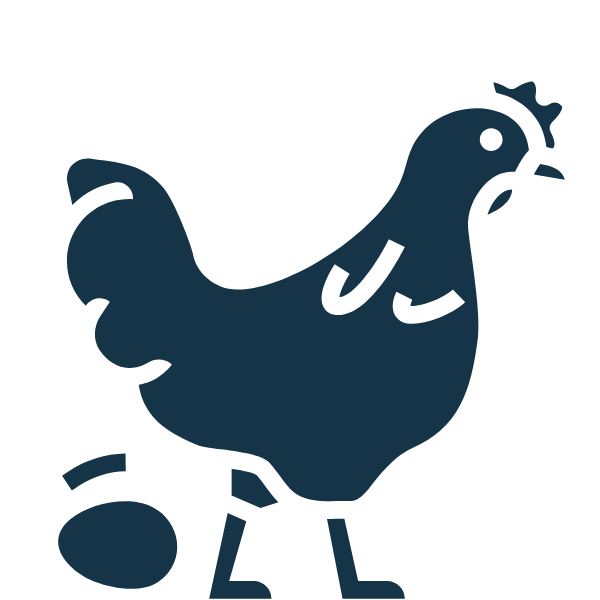 galinha morishita com um ovo